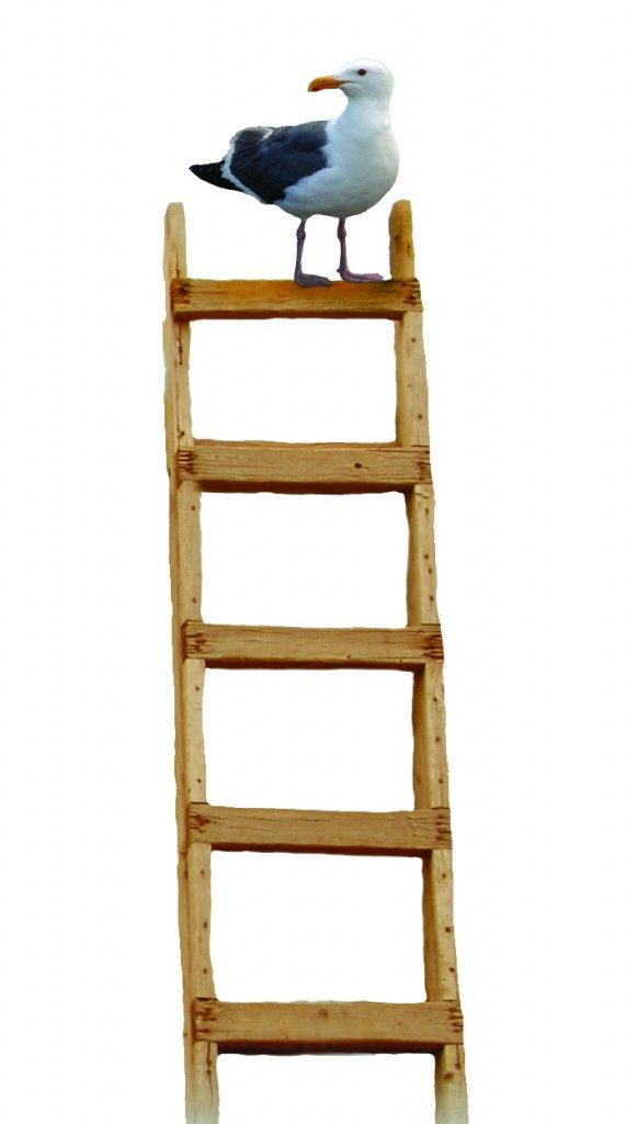 bird-on-ladder-571x1024
