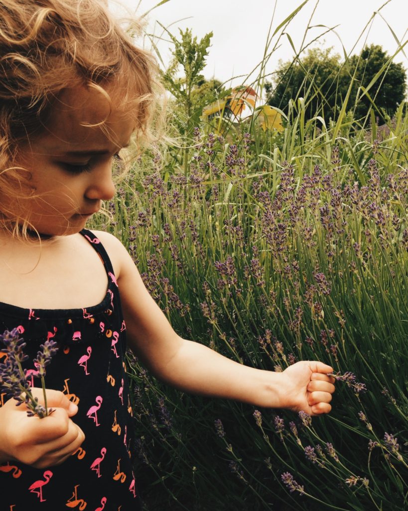 Lavender Field